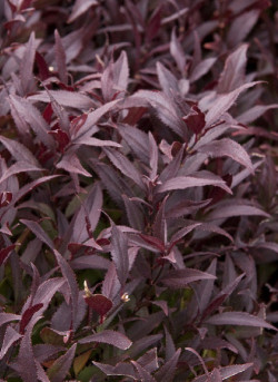 DEUTZIA gracilis NIKKO