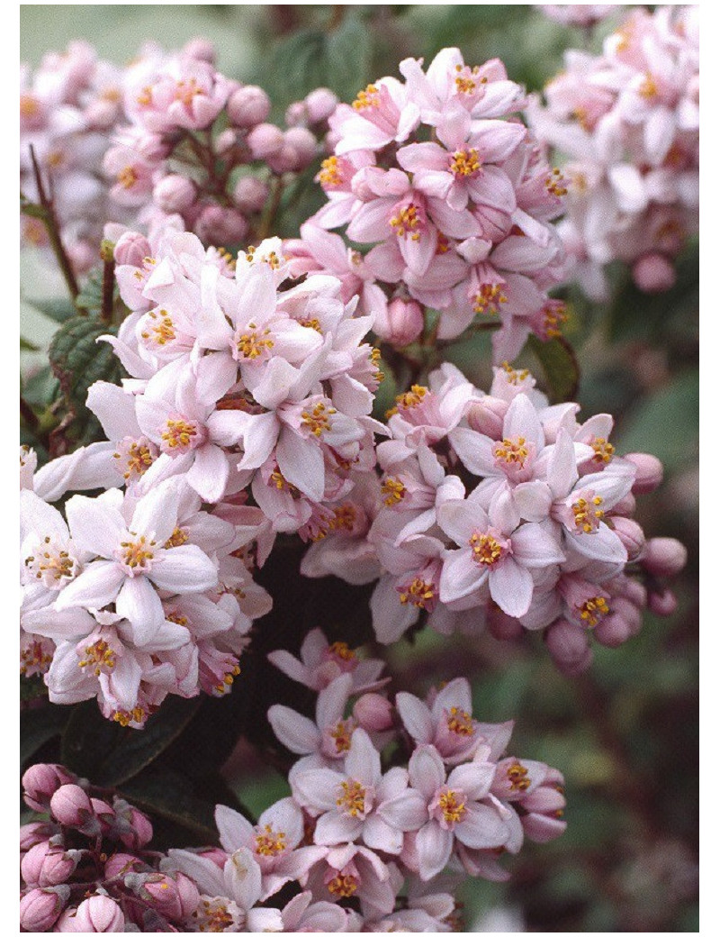 DEUTZIA hybrida MONT ROSE (Deutzia)