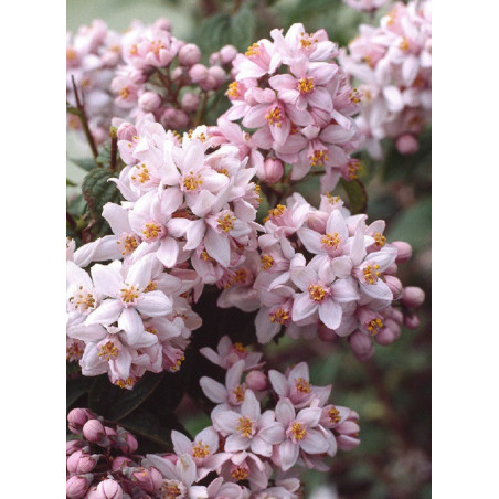 DEUTZIA hybrida MONT ROSE (Deutzia)