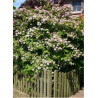 DEUTZIA hybrida MONT ROSE (Deutzia)