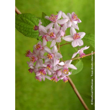 DEUTZIA hybrida MONT ROSE (Deutzia)