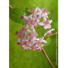 DEUTZIA hybrida MONT ROSE (Deutzia)