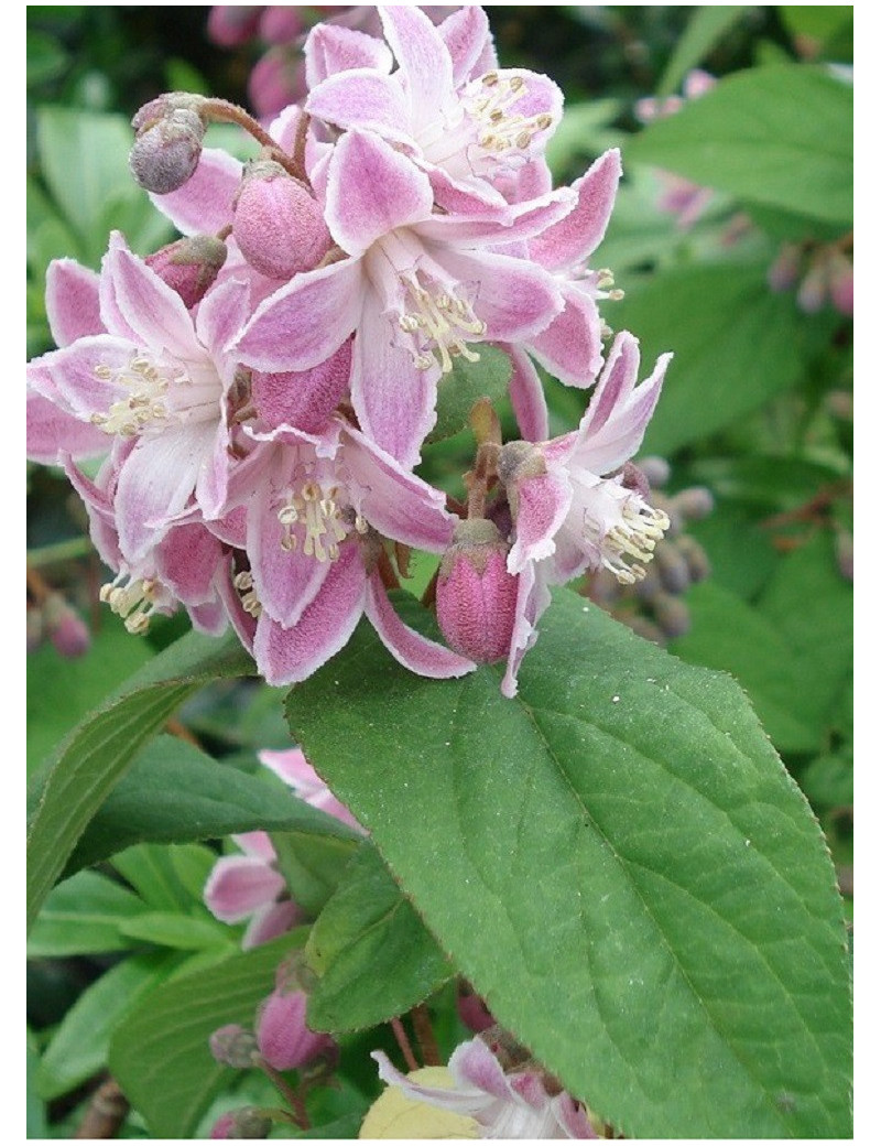 DEUTZIA hybrida PERLE ROSE (Deutzia)