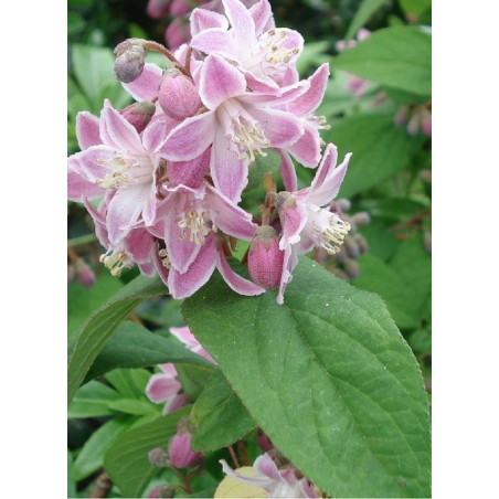 DEUTZIA hybrida PERLE ROSE (Deutzia)