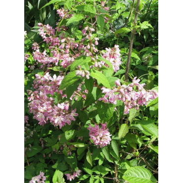 DEUTZIA hybrida PERLE ROSE (Deutzia)