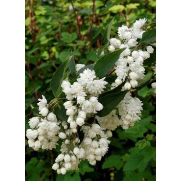 DEUTZIA magnifica (Deutzia)