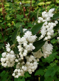 DEUTZIA magnifica