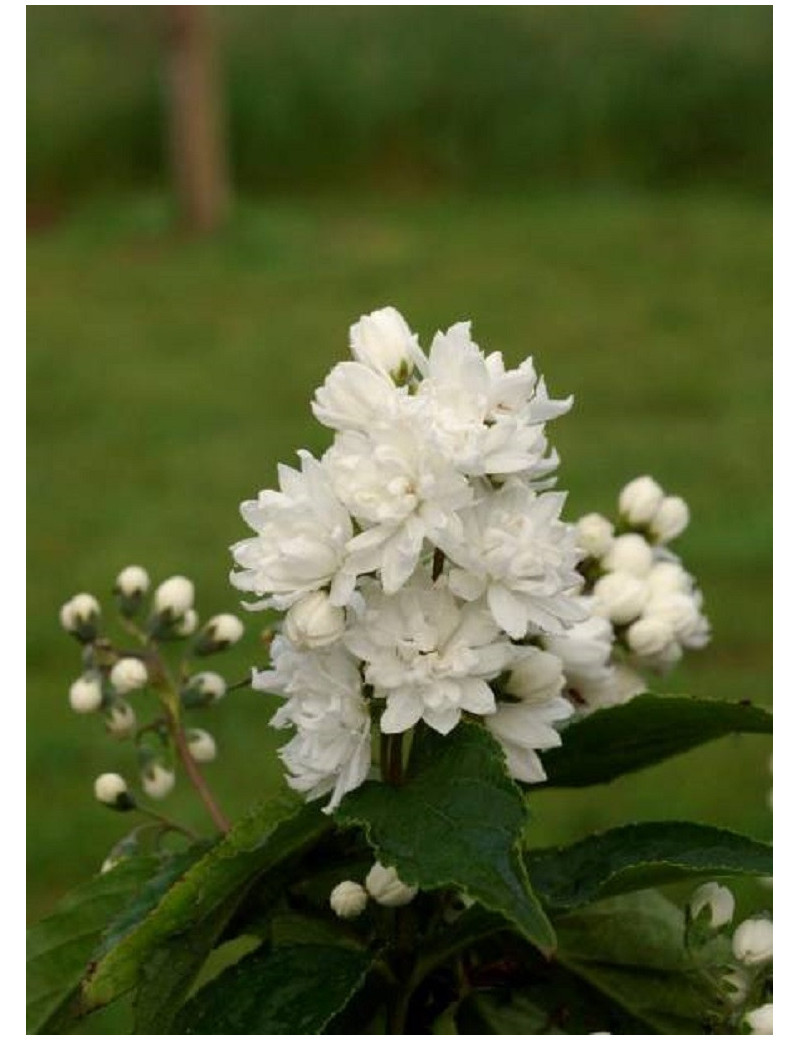 DEUTZIA magnifica (Deutzia)