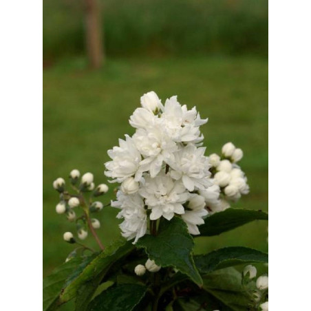 DEUTZIA magnifica (Deutzia)