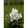 DEUTZIA magnifica (Deutzia)