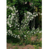 DEUTZIA magnifica (Deutzia)