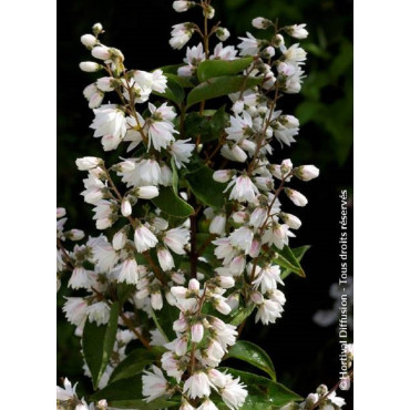 DEUTZIA scabra PRIDE OF ROCHESTER (Deutzia)