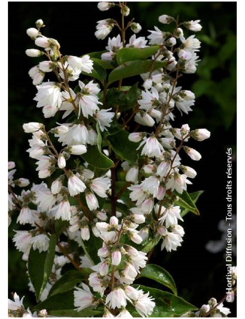 DEUTZIA scabra PRIDE OF ROCHESTER (Deutzia)