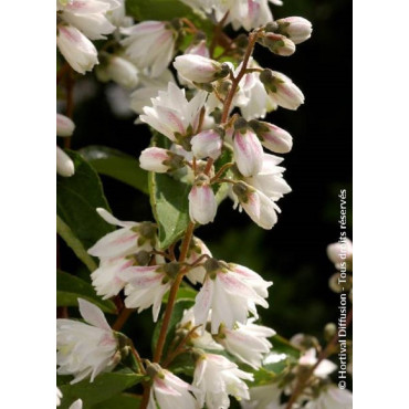 DEUTZIA scabra PRIDE OF ROCHESTER (Deutzia)