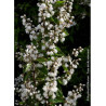 DEUTZIA scabra PRIDE OF ROCHESTER