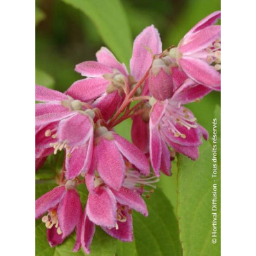 DEUTZIA TOURBILLON ROUGE (Deutzia)