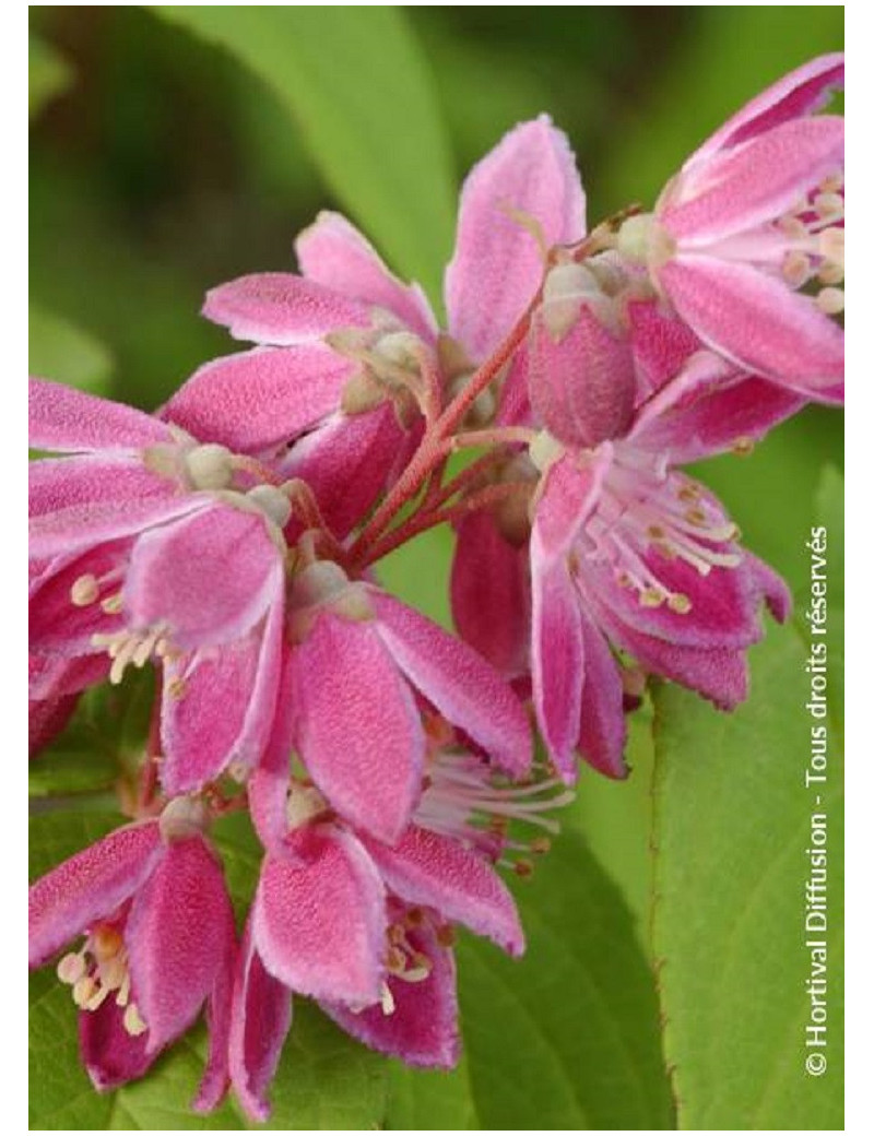 DEUTZIA TOURBILLON ROUGE (Deutzia)