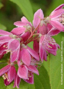 DEUTZIA TOURBILLON ROUGE