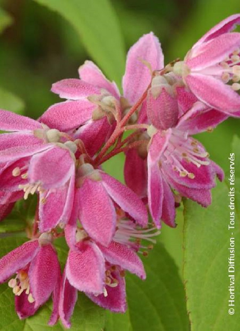 DEUTZIA TOURBILLON ROUGE