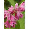 DEUTZIA TOURBILLON ROUGE (Deutzia)