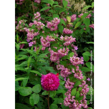 DEUTZIA TOURBILLON ROUGE (Deutzia)