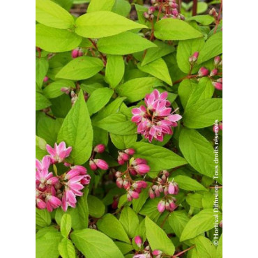 DEUTZIA TOURBILLON ROUGE (Deutzia)