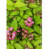 DEUTZIA TOURBILLON ROUGE (Deutzia)