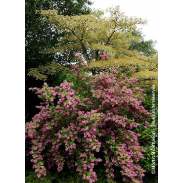 DEUTZIA TOURBILLON ROUGE (Deutzia)