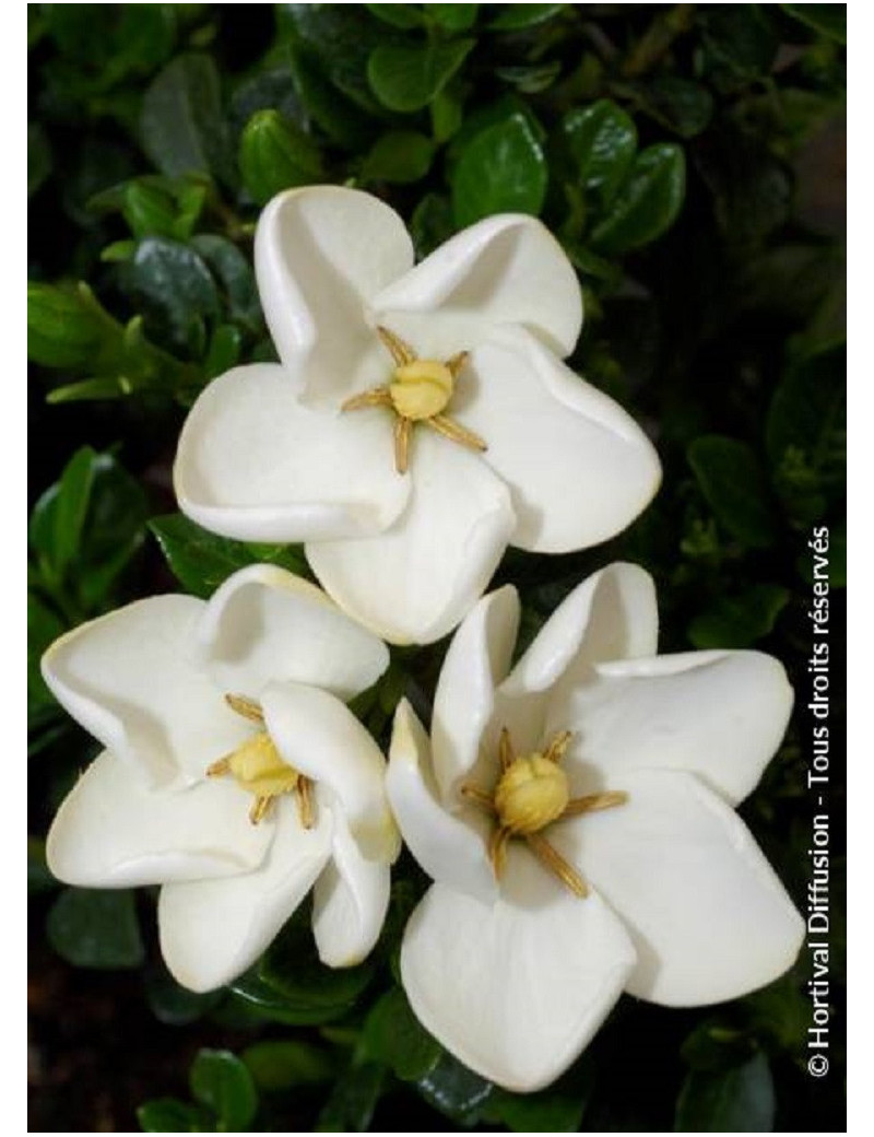 GARDENIA jasminoides KLEIM'S HARDY (Gardénia rustique Kleim's Hardy)