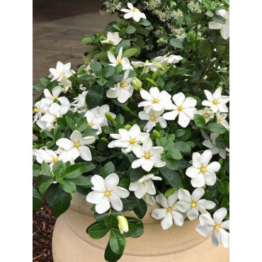 GARDENIA jasminoides KLEIM'S HARDY (Gardénia rustique Kleim's Hardy)