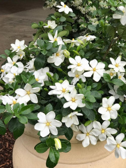 GARDENIA jasminoides KLEIM'S HARDY