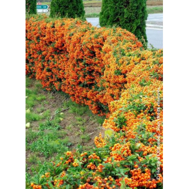 PYRACANTHA SAPHYR ORANGE® (Buisson ardent)