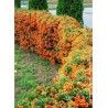 PYRACANTHA SAPHYR ORANGE® (Buisson ardent)