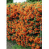 PYRACANTHA SAPHYR ORANGE