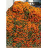 PYRACANTHA SAPHYR ORANGE® (Buisson ardent)