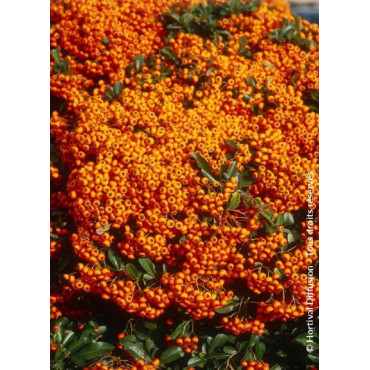 PYRACANTHA SAPHYR ORANGE® (Buisson ardent)