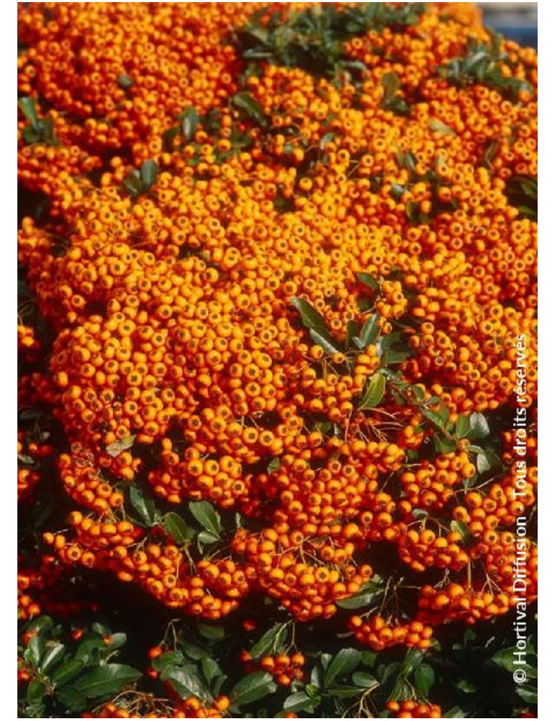 PYRACANTHA SAPHYR ORANGE® (Buisson ardent)