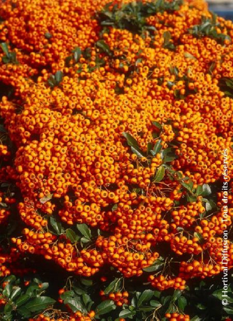PYRACANTHA SAPHYR ORANGE
