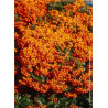 PYRACANTHA SAPHYR ORANGE® (Buisson ardent)