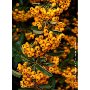 PYRACANTHA SAPHYR JAUNE® (Buisson ardent)