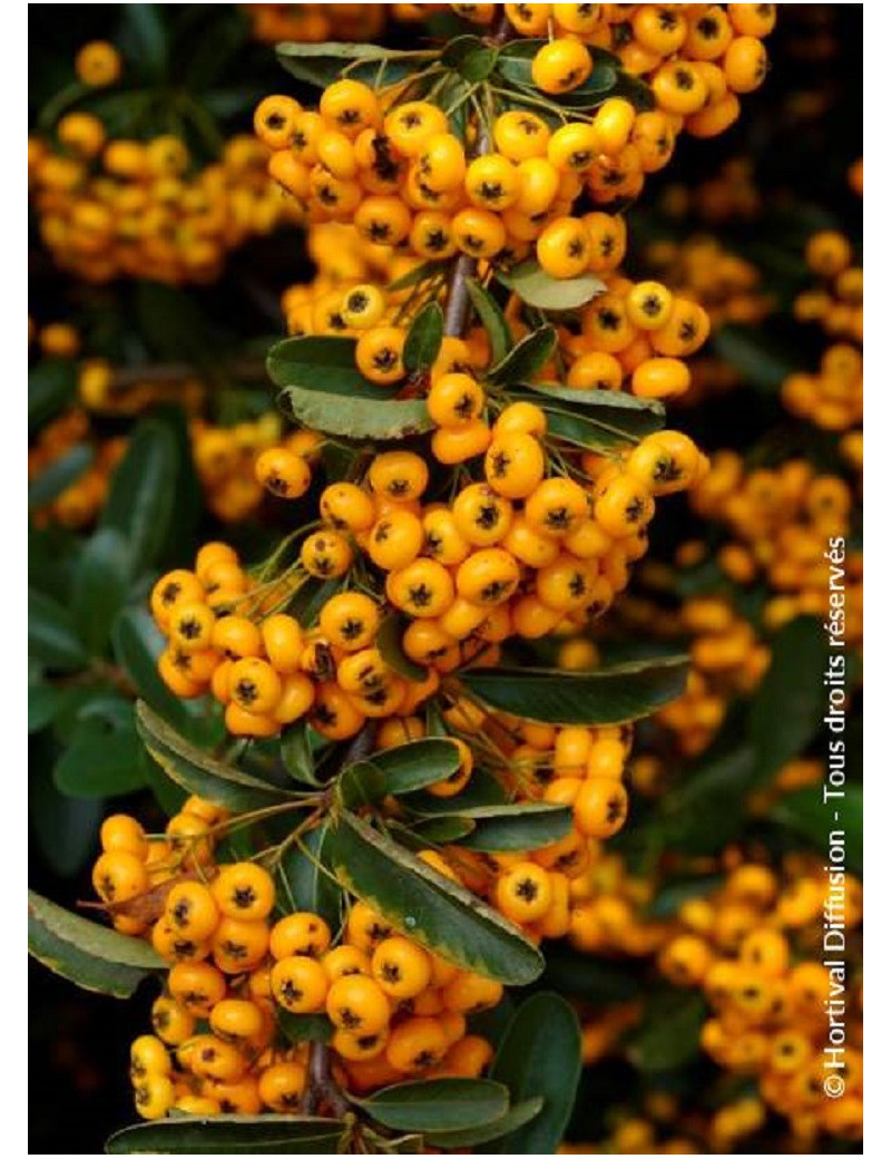 PYRACANTHA SAPHYR JAUNE® (Buisson ardent)