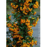 PYRACANTHA SAPHYR JAUNE® (Buisson ardent)