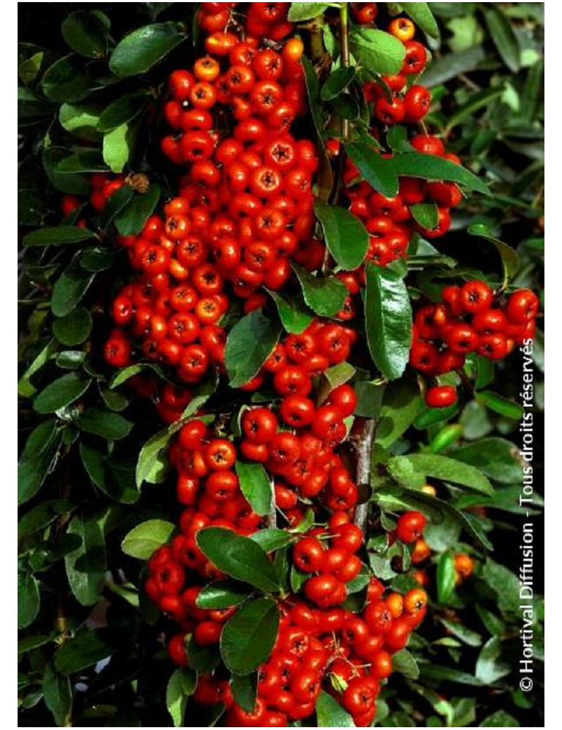 PYRACANTHA SAPHYR ROUGE® (Buisson ardent)
