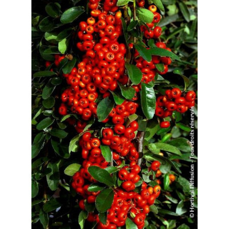 PYRACANTHA SAPHYR ROUGE® (Buisson ardent)