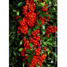 PYRACANTHA SAPHYR ROUGE® (Buisson ardent)