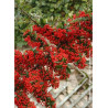 PYRACANTHA SAPHYR ROUGE® (Buisson ardent)