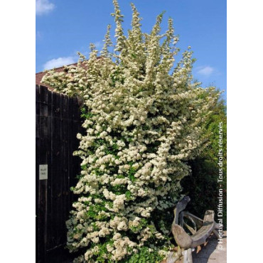 PYRACANTHA SAPHYR ORANGE® (Buisson ardent)