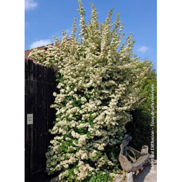 PYRACANTHA SAPHYR JAUNE® (Buisson ardent)