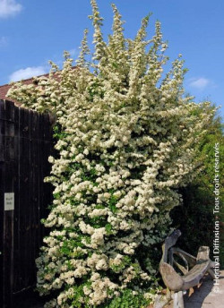 PYRACANTHA SAPHYR JAUNE