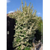 PYRACANTHA SAPHYR JAUNE® (Buisson ardent)